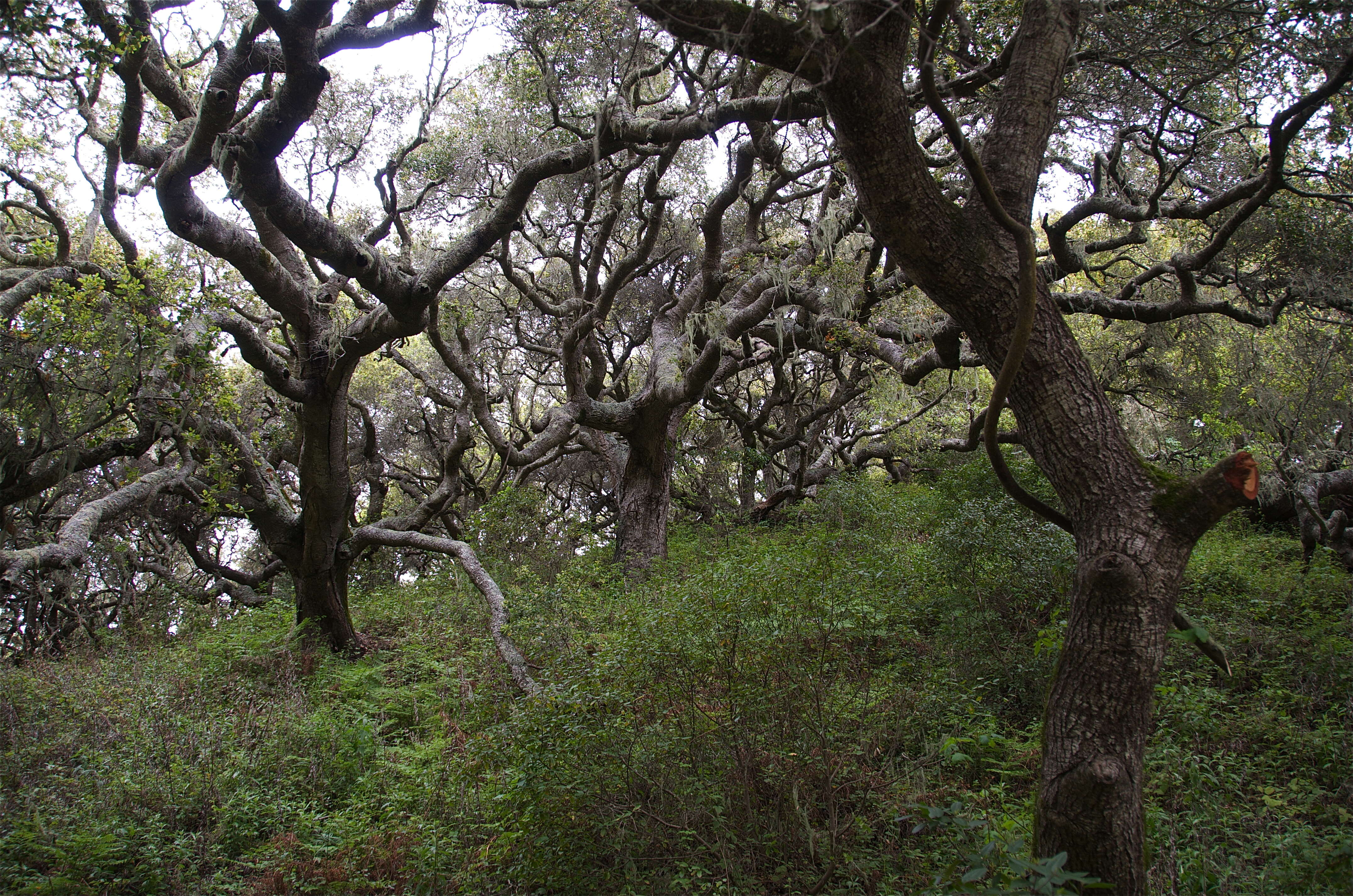 Image of California Live Oak