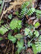 صورة Leptinella squalida subsp. mediana (D. Lloyd) D. G. Lloyd & C. J. Webb