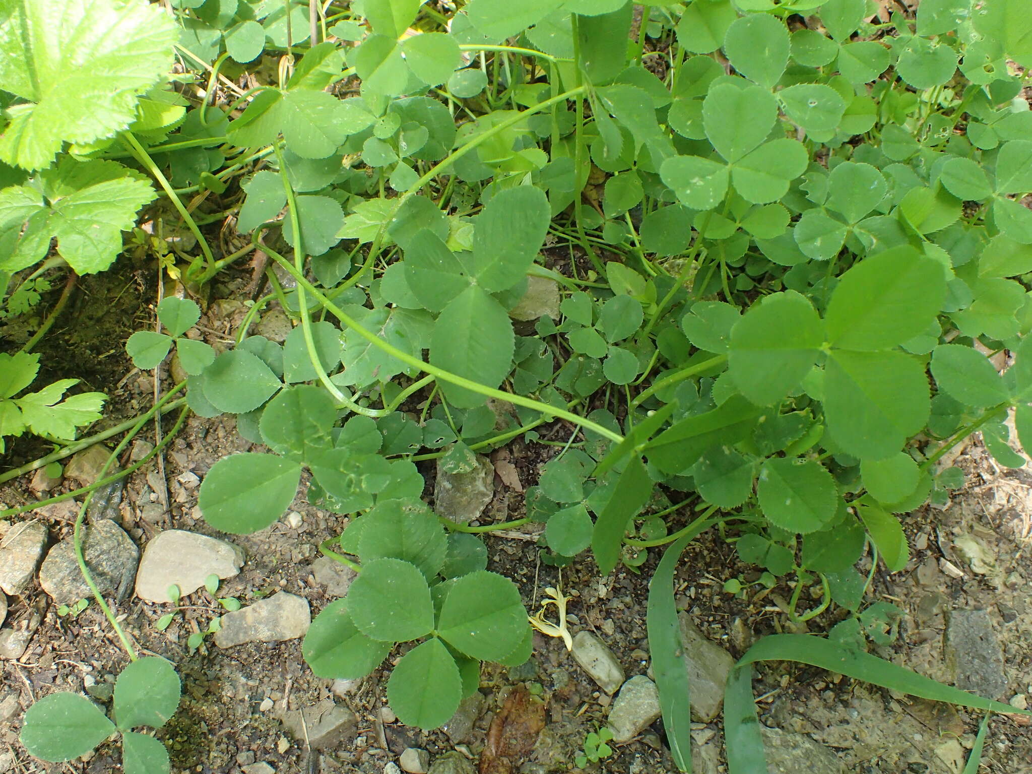 Image de Trifolium stoloniferum Muhl.