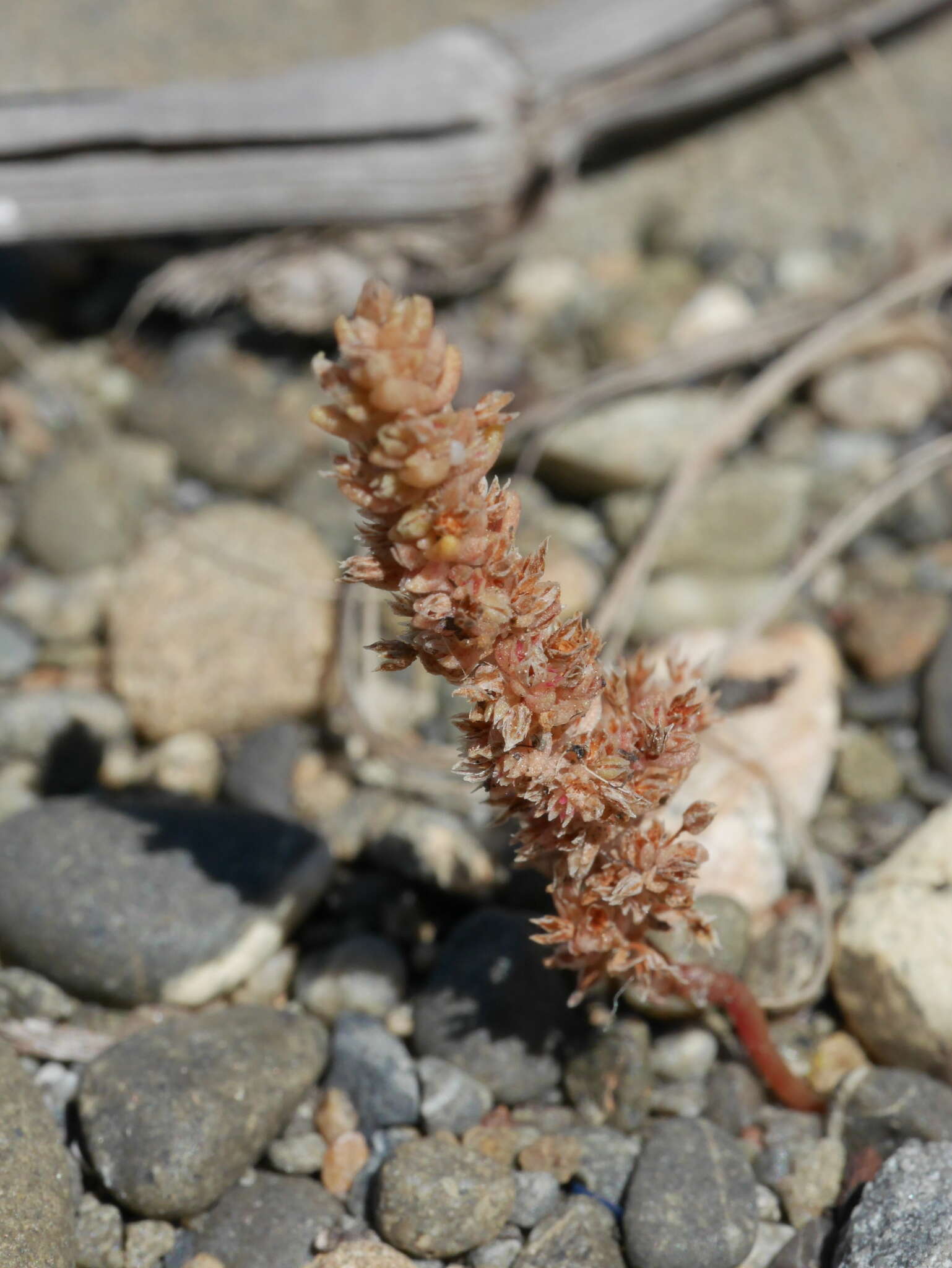 Image of Crassula colligata subsp. colligata