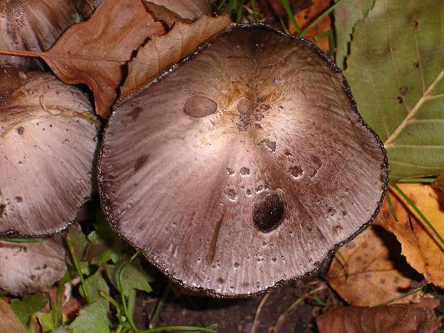 Coprinopsis atramentaria (Bull.) Redhead, Vilgalys & Moncalvo 2001 resmi