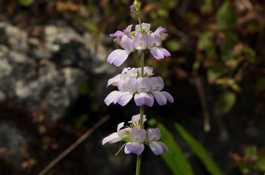 Image de Collinsia bartsiifolia Benth.