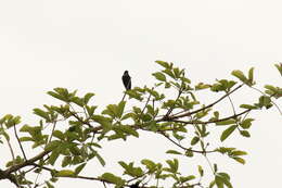 Image of Green-throated Sunbird