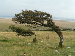 Image of Common Hawthorn