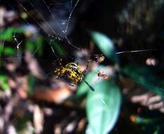 Image of Gasteracantha remifera Butler 1873