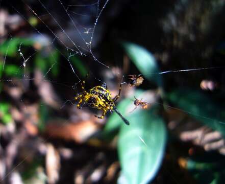 Image of Gasteracantha remifera Butler 1873