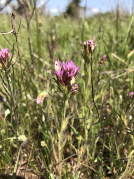 Image of Castillejinae