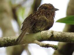 Image of Crescent-chested Puffbird