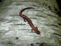 صورة Plethodon cinereus (Green 1818)