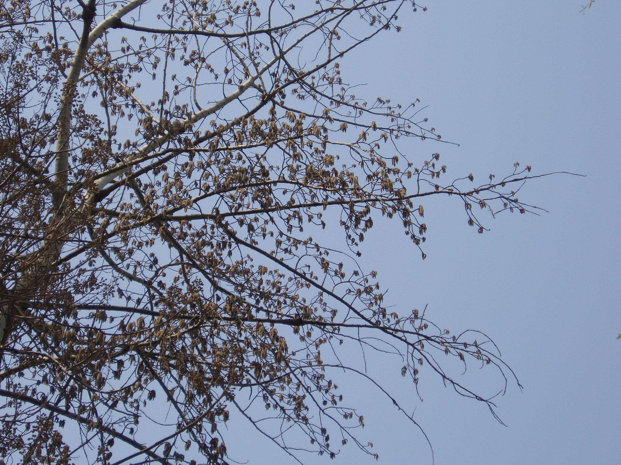 Image of Carolina poplar