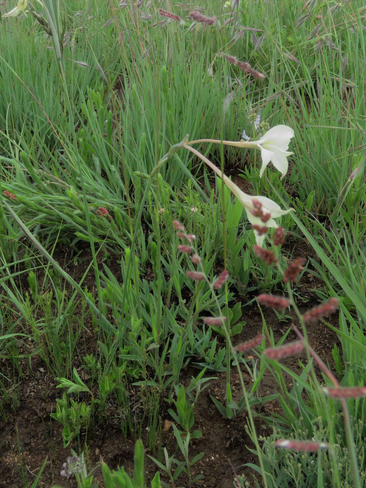 Image of Gladiolus longicollis Baker