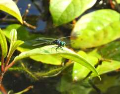 Imagem de Chalybeothemis fluviatilis Lieftinck 1933