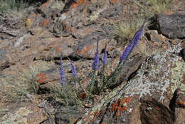 Imagem de Veronica pinnata L.