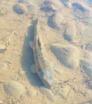 Catostomus occidentalis Ayres 1854 resmi