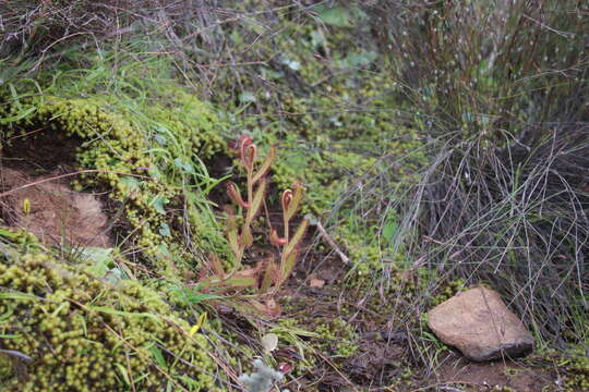 Image of Drosera liniflora Debbert