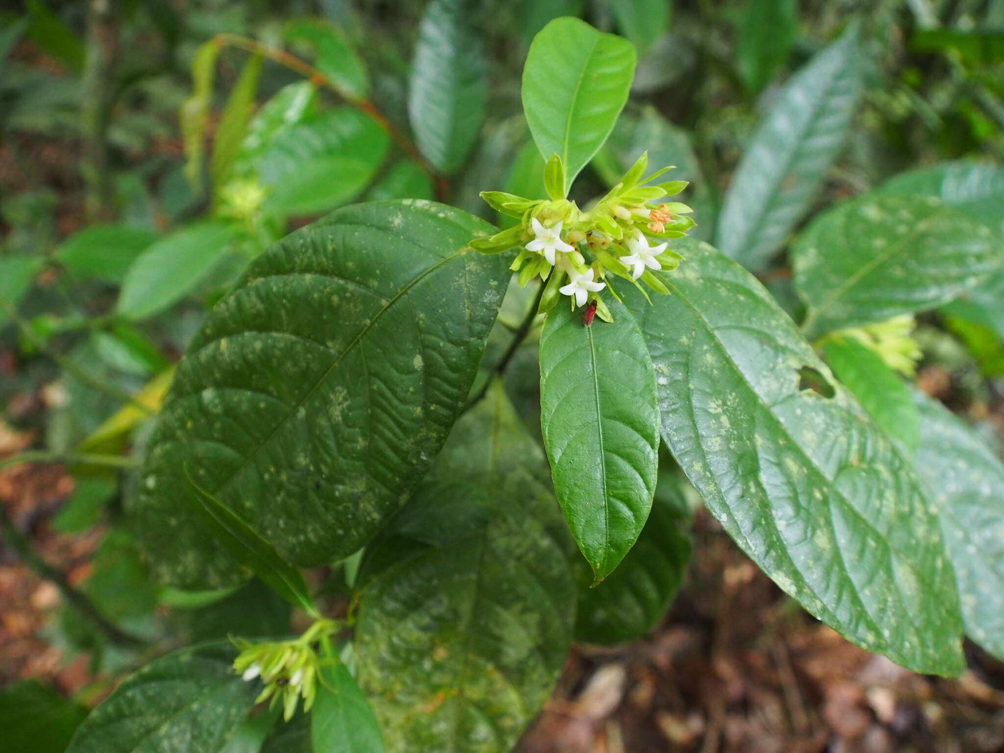 Image of Palicourea suerrensis (Donn. Sm.) Borhidi