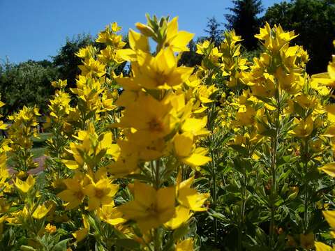 Image of Dotted Loosestrife