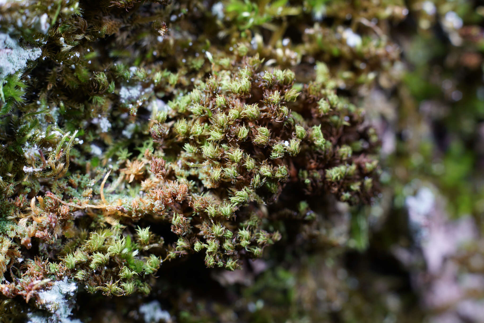 Image of zygodon moss