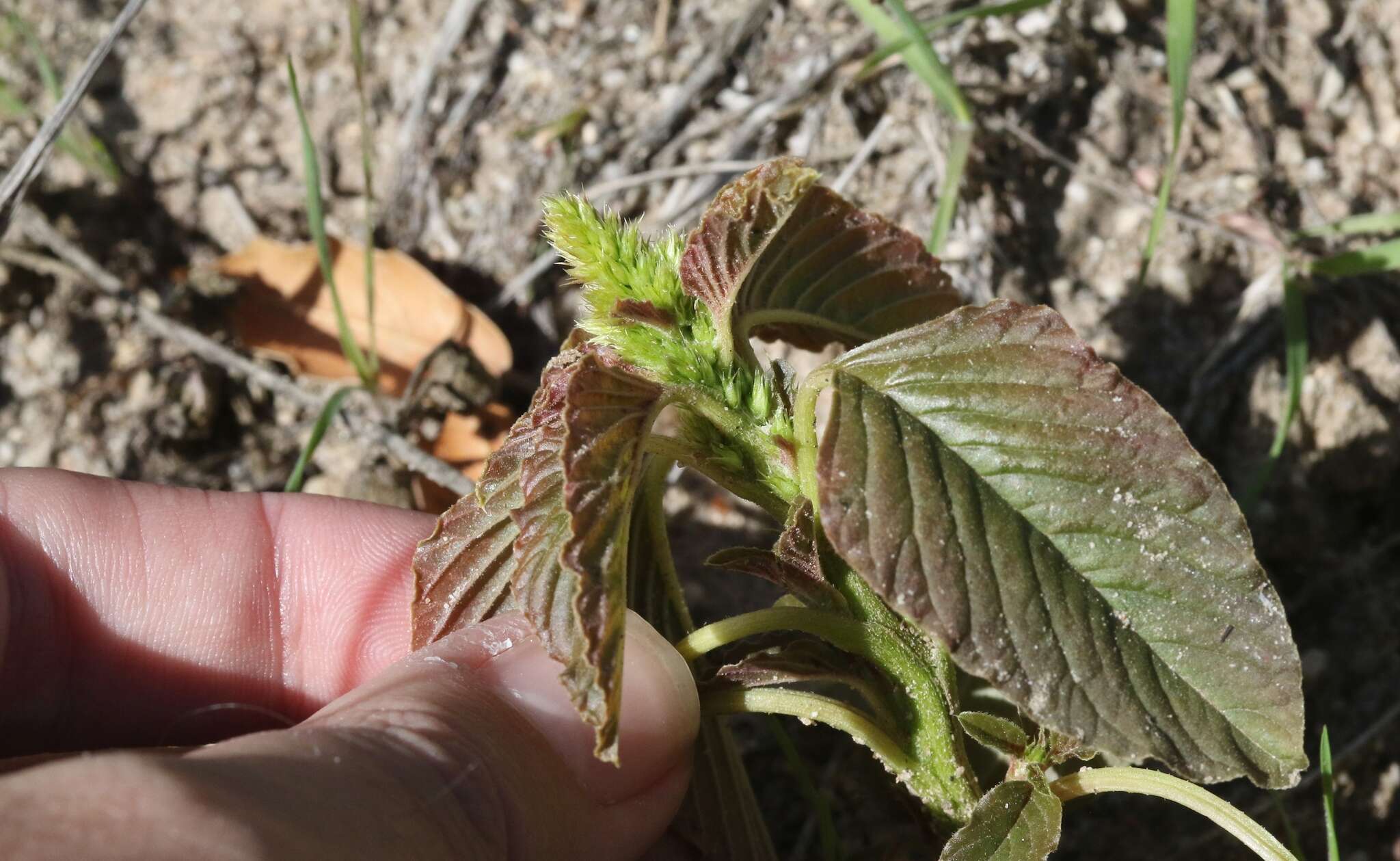 Image of Amaranthus retroflexus subsp. retroflexus