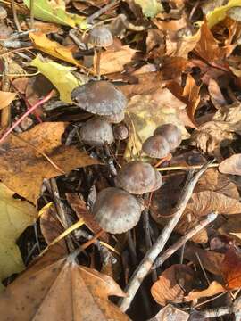 Image of Psathyrella corrugis (Pers.) Konrad & Maubl. 1949