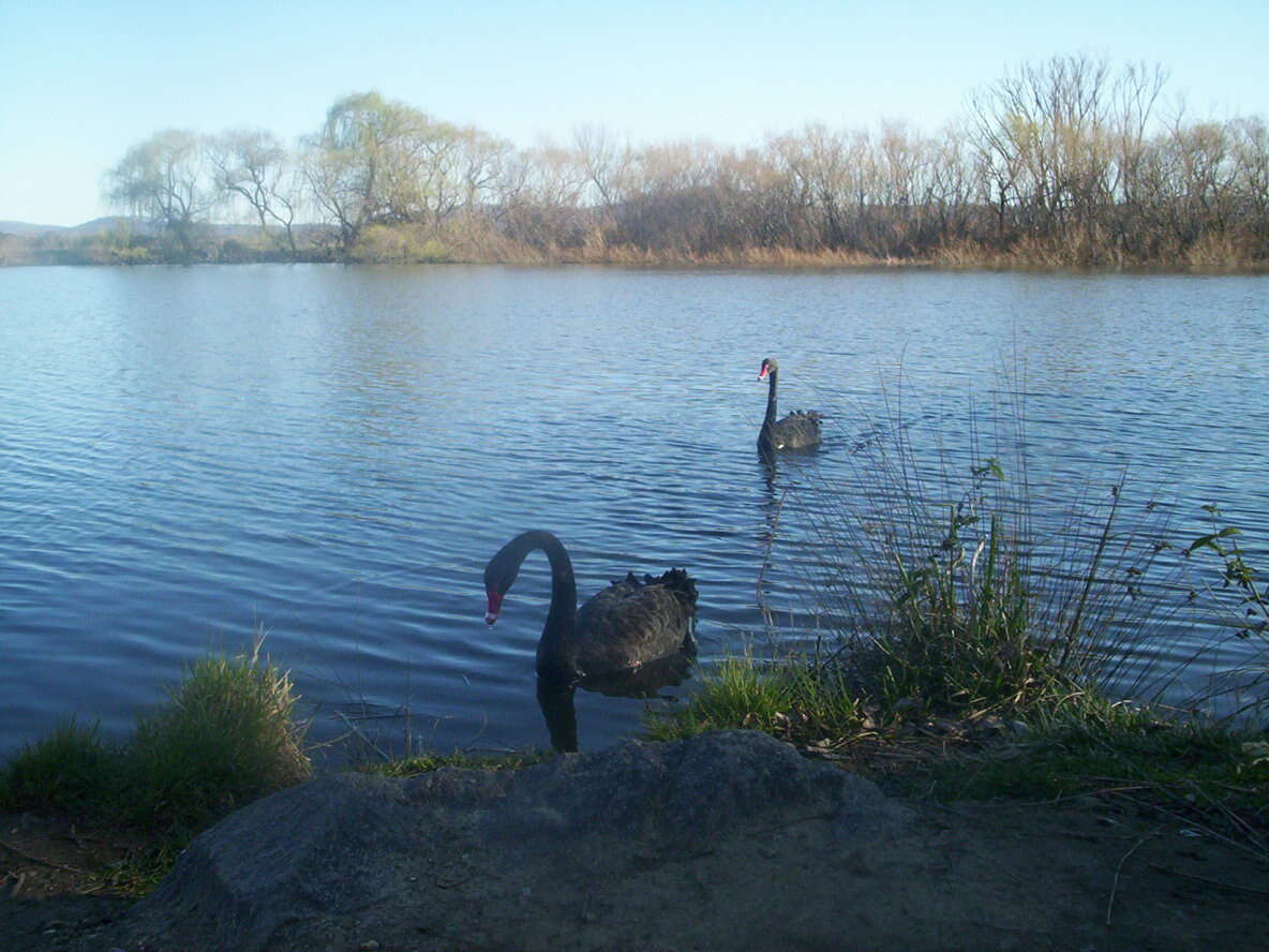 Image of Black Swan