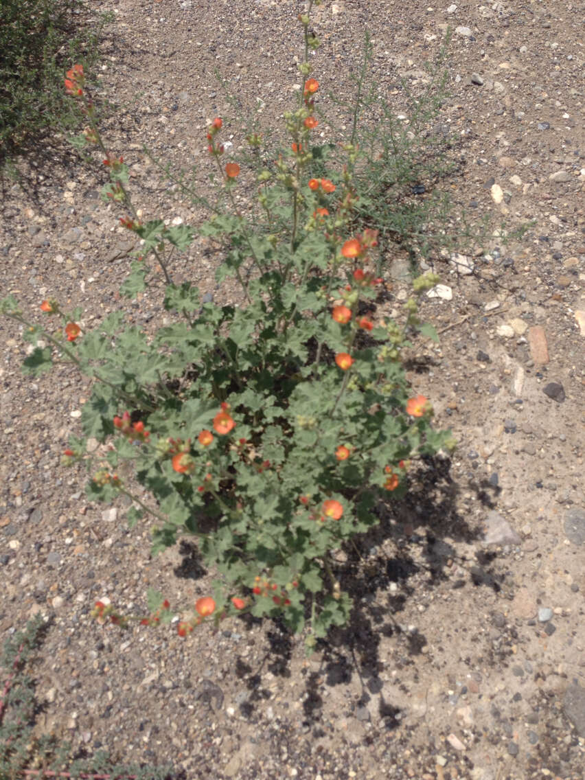 Image of desert globemallow