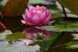 Image of Pelophylax esculentus