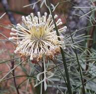 Image of cone flower