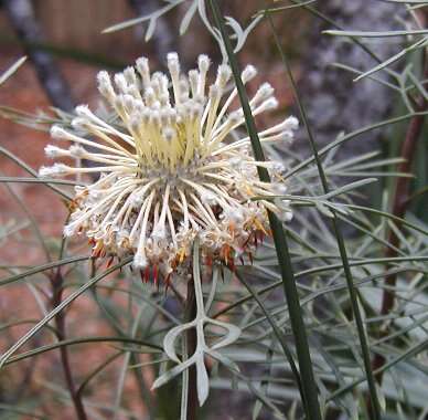 Image of cone flower