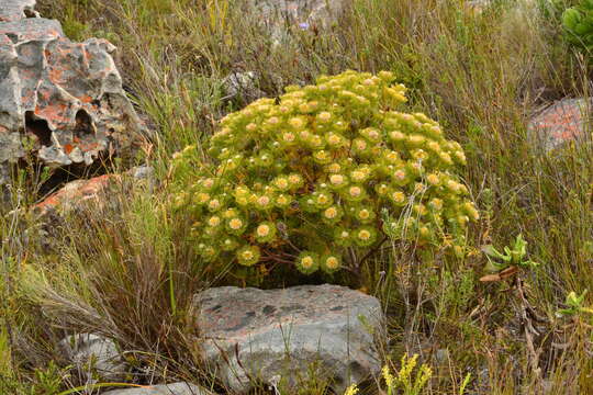 Imagem de Serruria villosa (Lam.) R. Br.