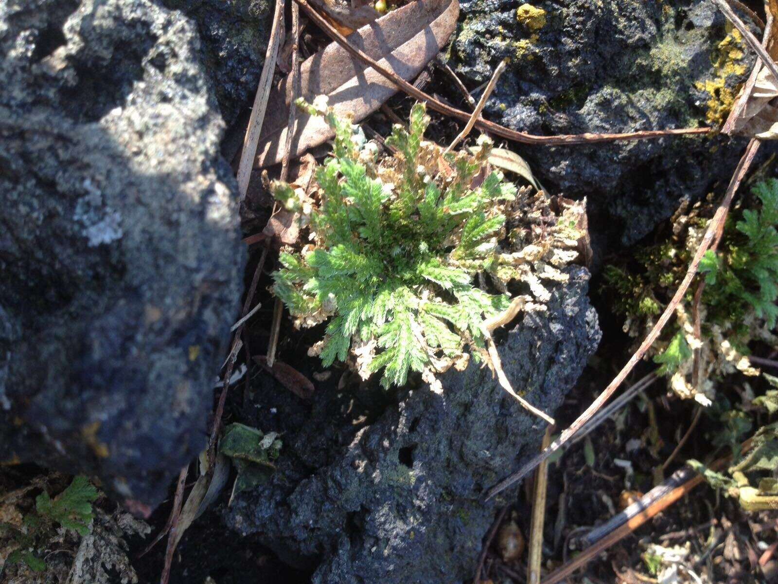 Selaginella lepidophylla (Hook. & Grev.) Spring resmi