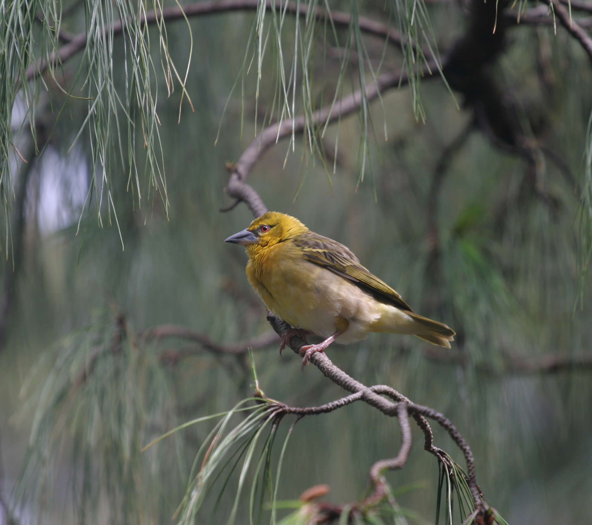 Image of Ploceus cucullatus abyssinicus (Gmelin & JF 1789)