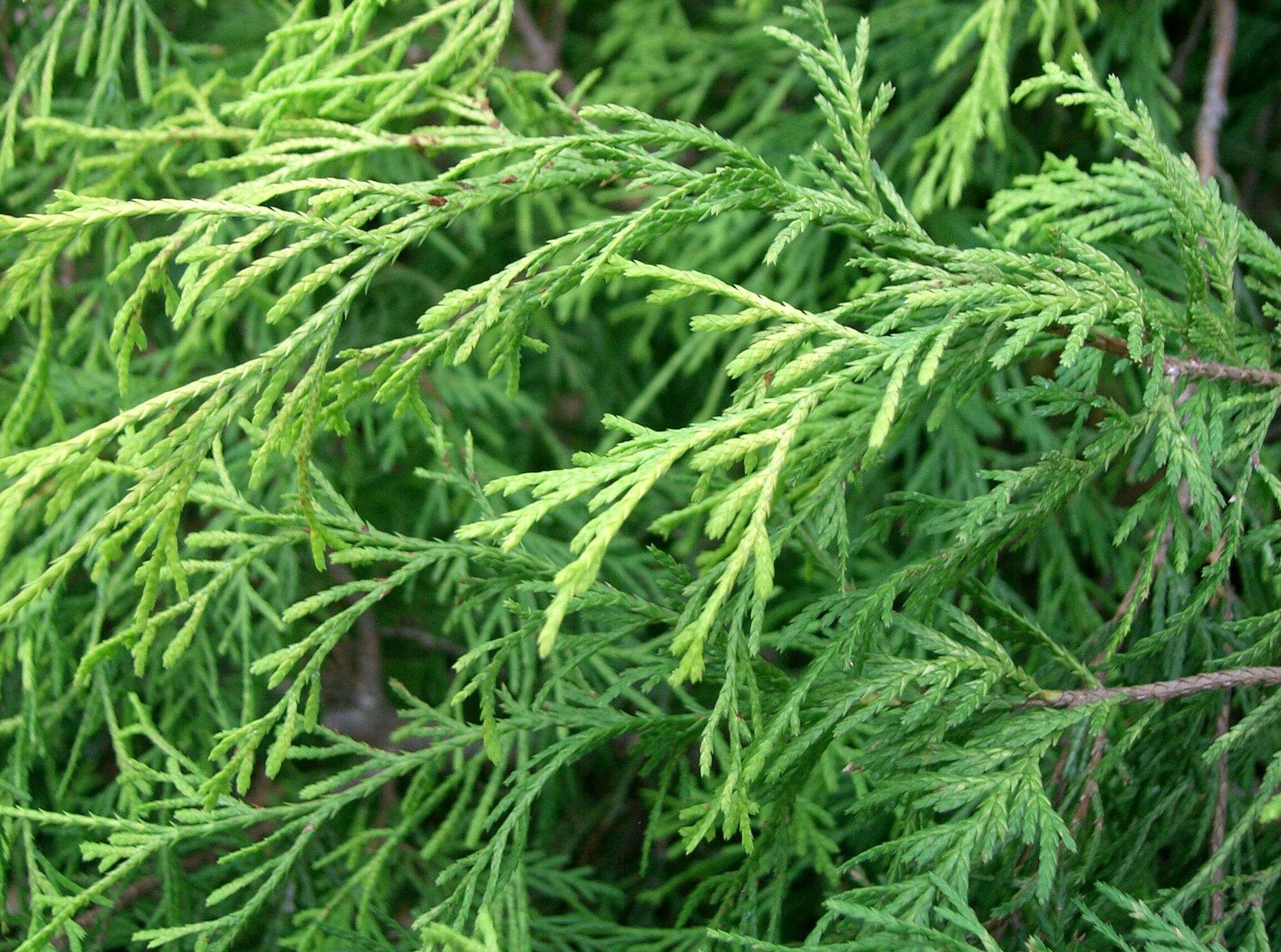 Image of Sawara Cypress