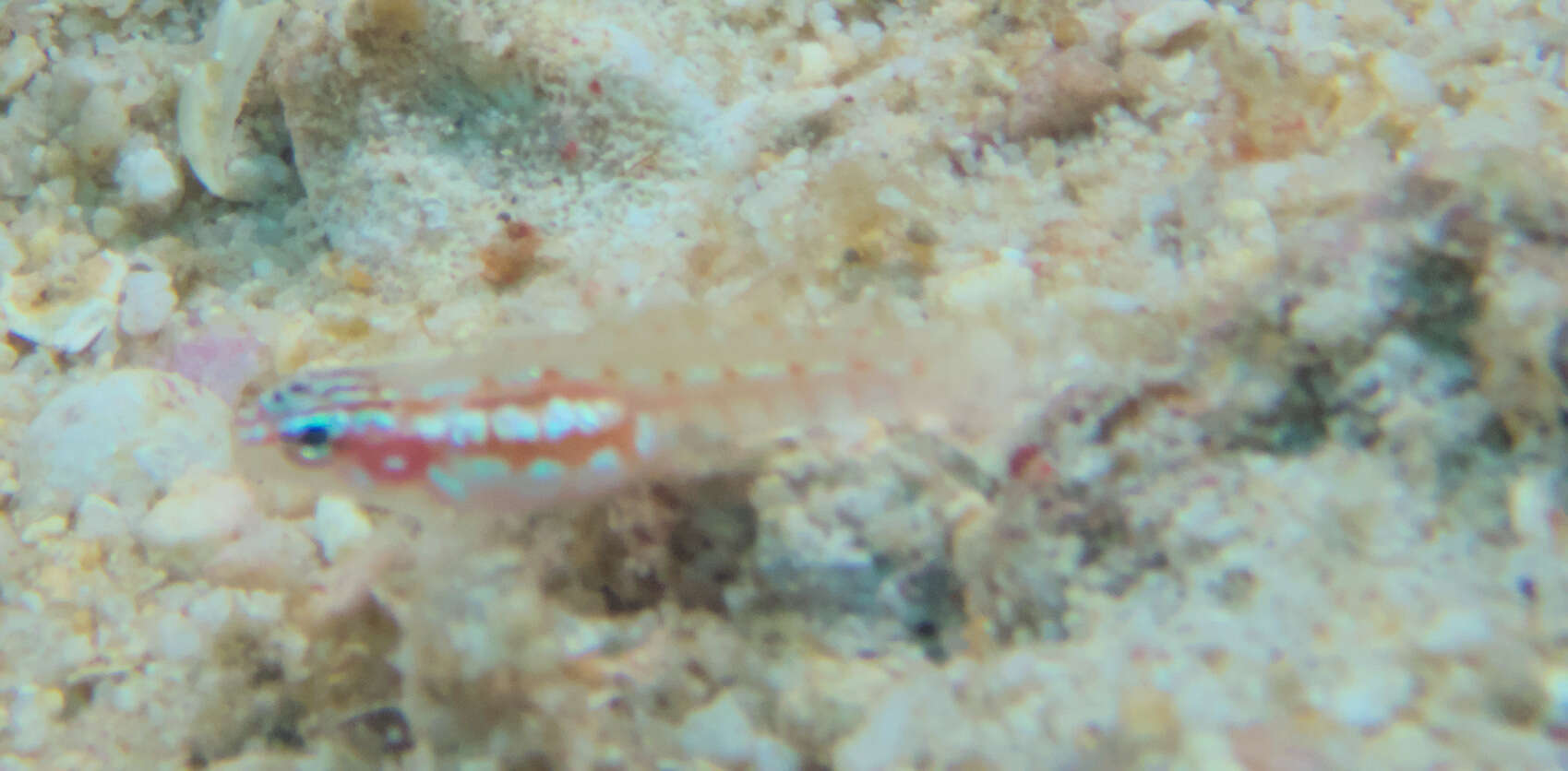 Image of Adorned dwarfgoby