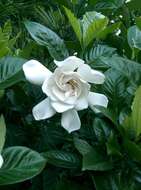 Image of Cape jasmine