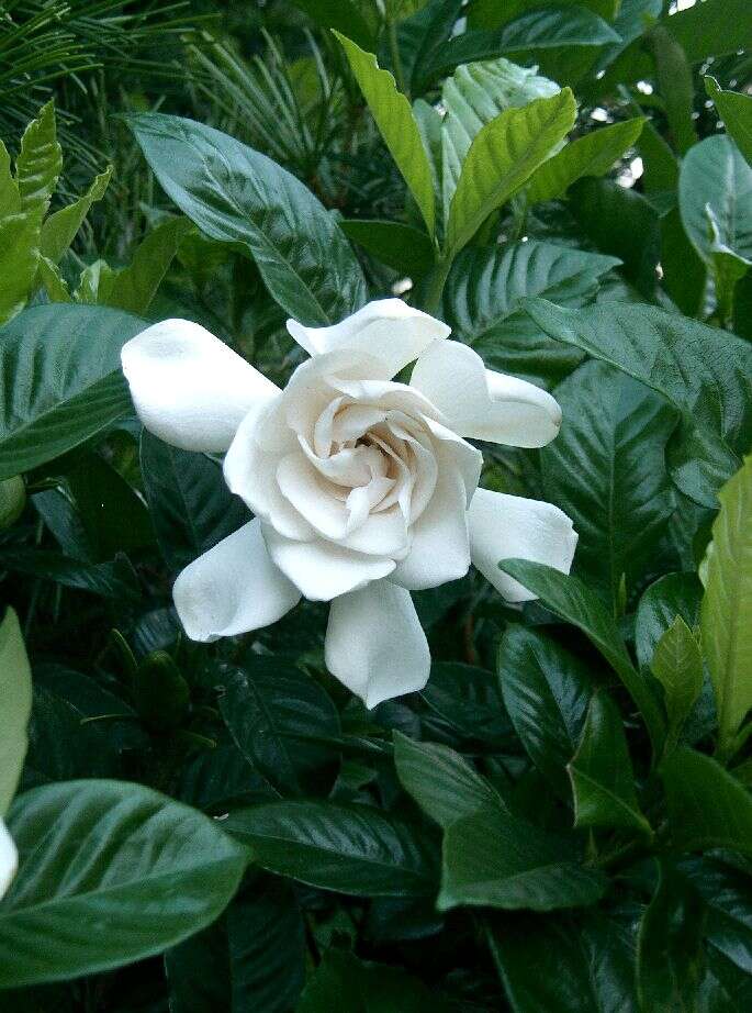 Image of Cape jasmine