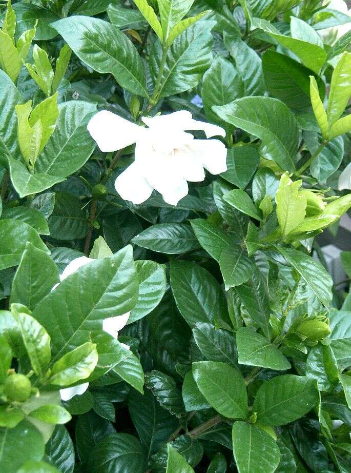 Image of Cape jasmine