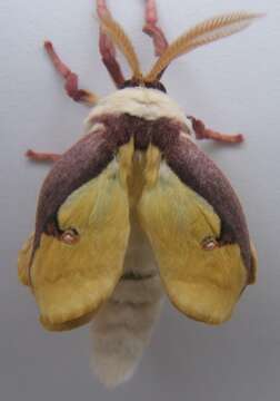 Image of Luna Moth