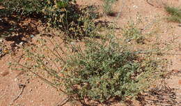 Image of Hermannia paucifolia Turcz.