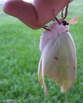 Image of Luna Moth