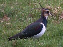 Image of Lapwing