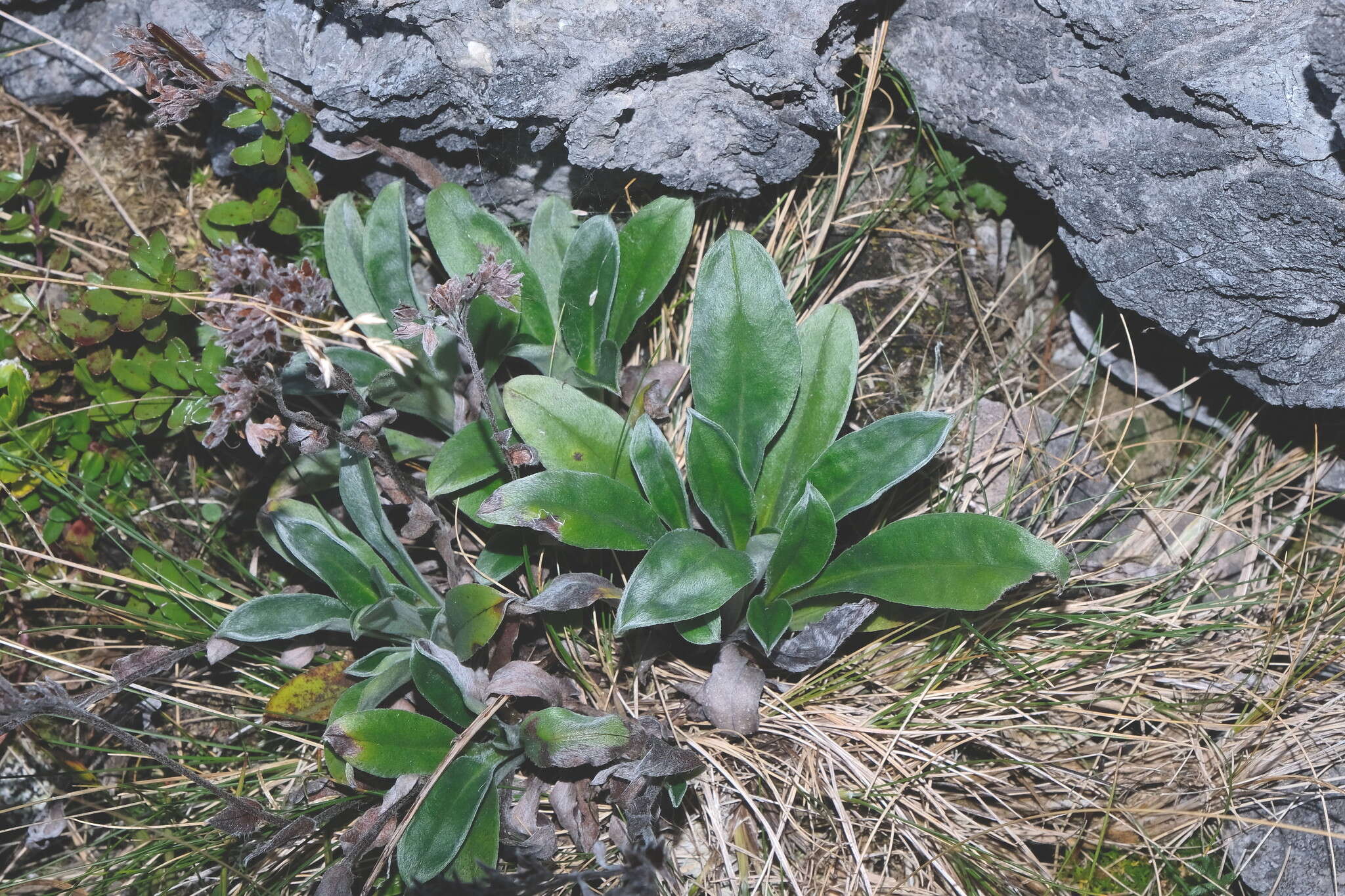 Image of Myosotis concinna Cheesem.