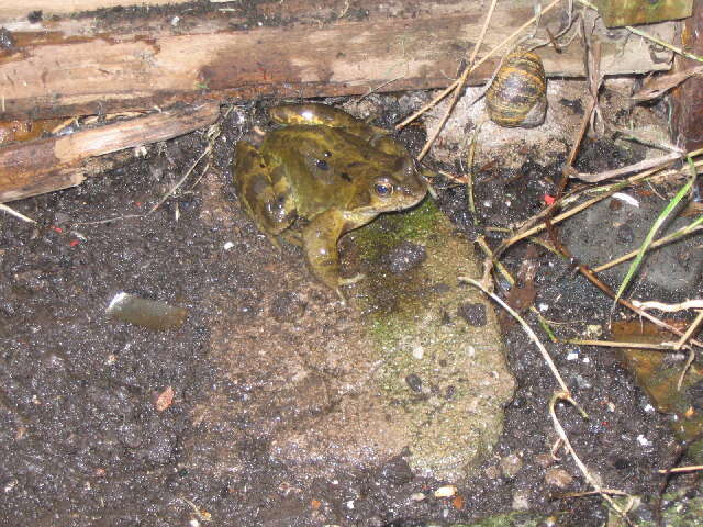 Image of Common frog