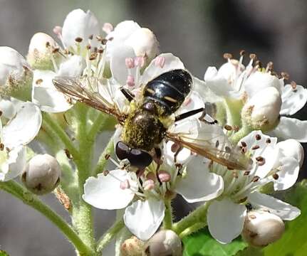 Image of Sericomyia carolinensis (Metcalf 1917)