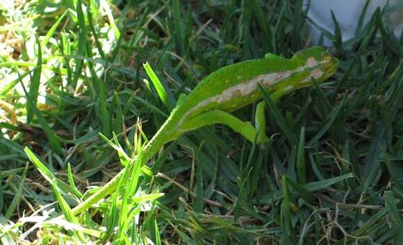 Image of Cape dwarf chameleon