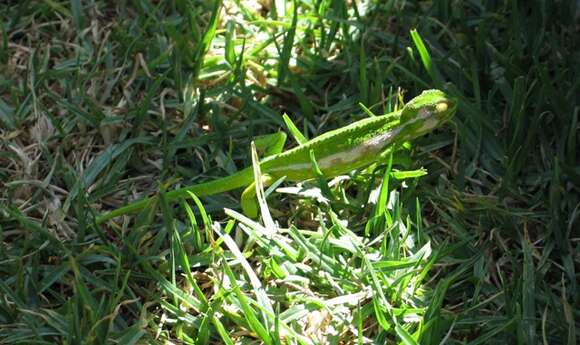 Image of Cape dwarf chameleon