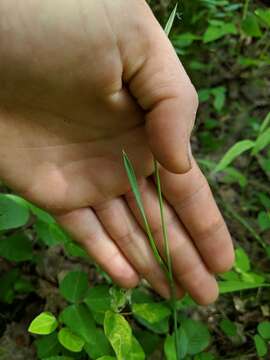 Image of oldpasture bluegrass