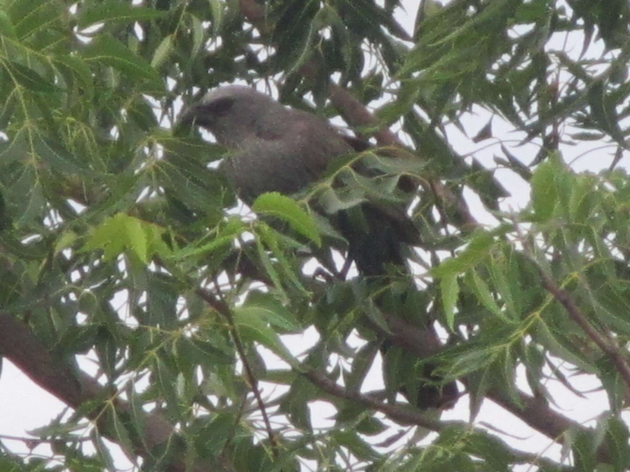 Sivun Struthidea cinerea cinerea Gould 1837 kuva