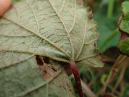 Image of Vitis ficifolia Bunge