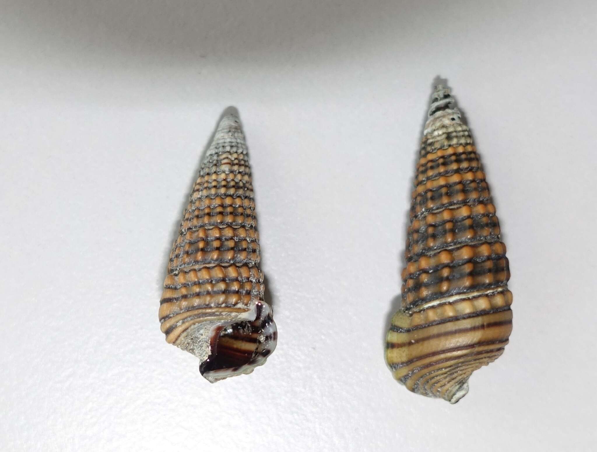 Image of girdled horn shell